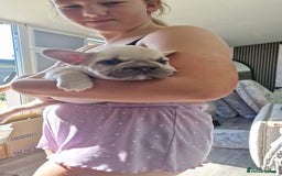 French Bulldog dogs for sale: 4 beautiful ** frenchies  - Image 3