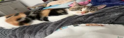 Mixed Breed cats for sale: 5 mixed breed kittens looking for a forever home - Advert 11