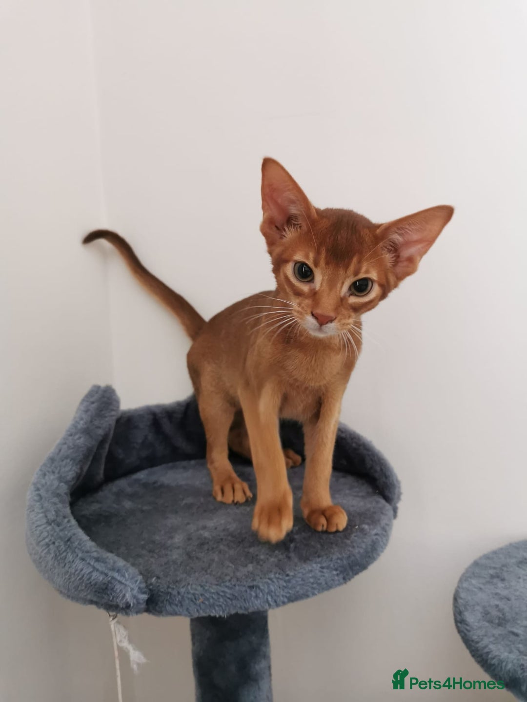 Abyssinian cats for sale: Available NOW 🤩Abyssinian kittens 😍 in Lincoln - Image 10