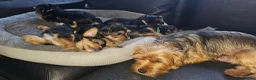 Yorkshire Terrier dogs for sale: 🐶 💖Pedigree Yorkshire Terrier Puppies💖 🐶 - Advert 8