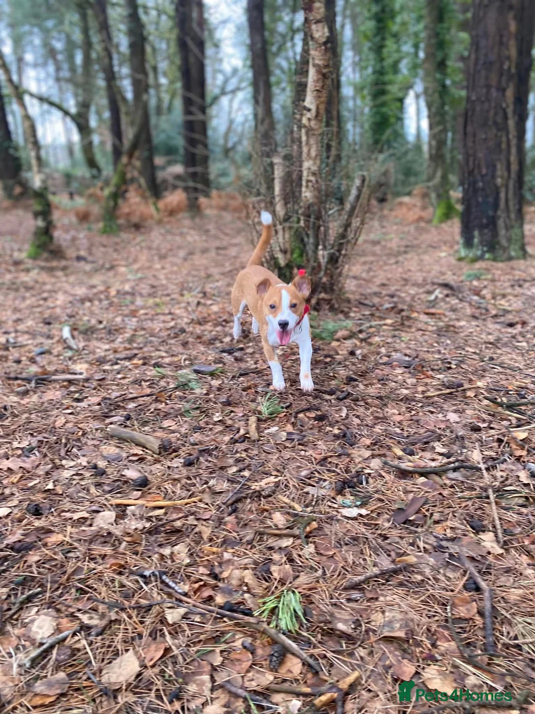 Jack Russell dogs for stud: STUD - Handsome Jack Russel boy 🐶  - Advert 6