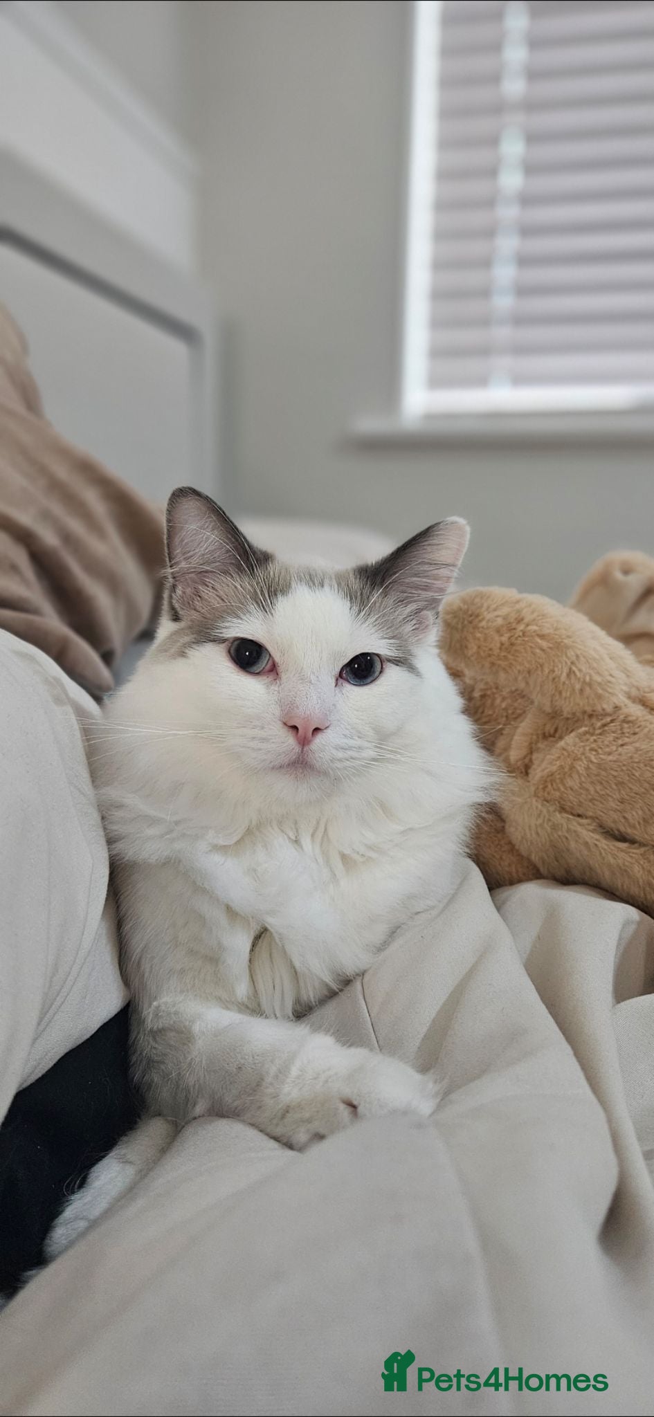 Ragdoll cats Rehoming Friendly Loving Ragdoll - Advert 13