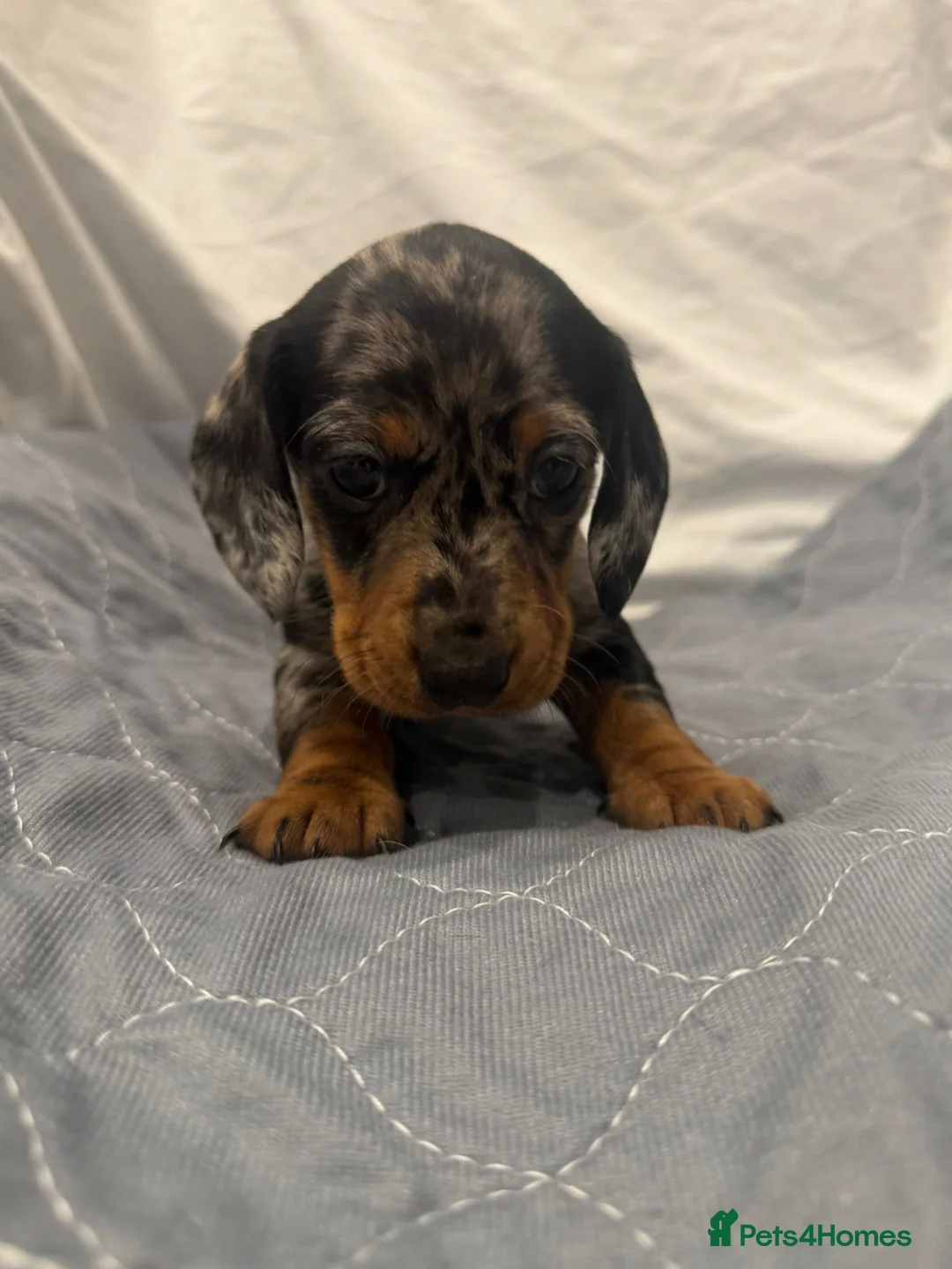 Dachshund dogs for sale: Miniature dashhound  - Advert 4
