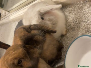 Mini Lop rabbits Rabbits for adoption - Advert 1
