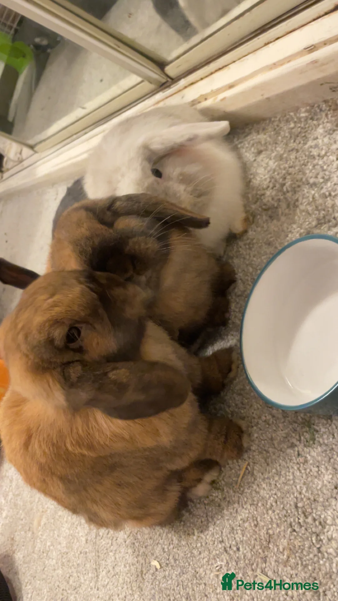 Mini Lop rabbits for sale: Rabbits for adoption - Advert 1