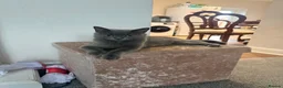 British Shorthair cats for sale: Scotish fold /British shorthair kittens  - Advert 12