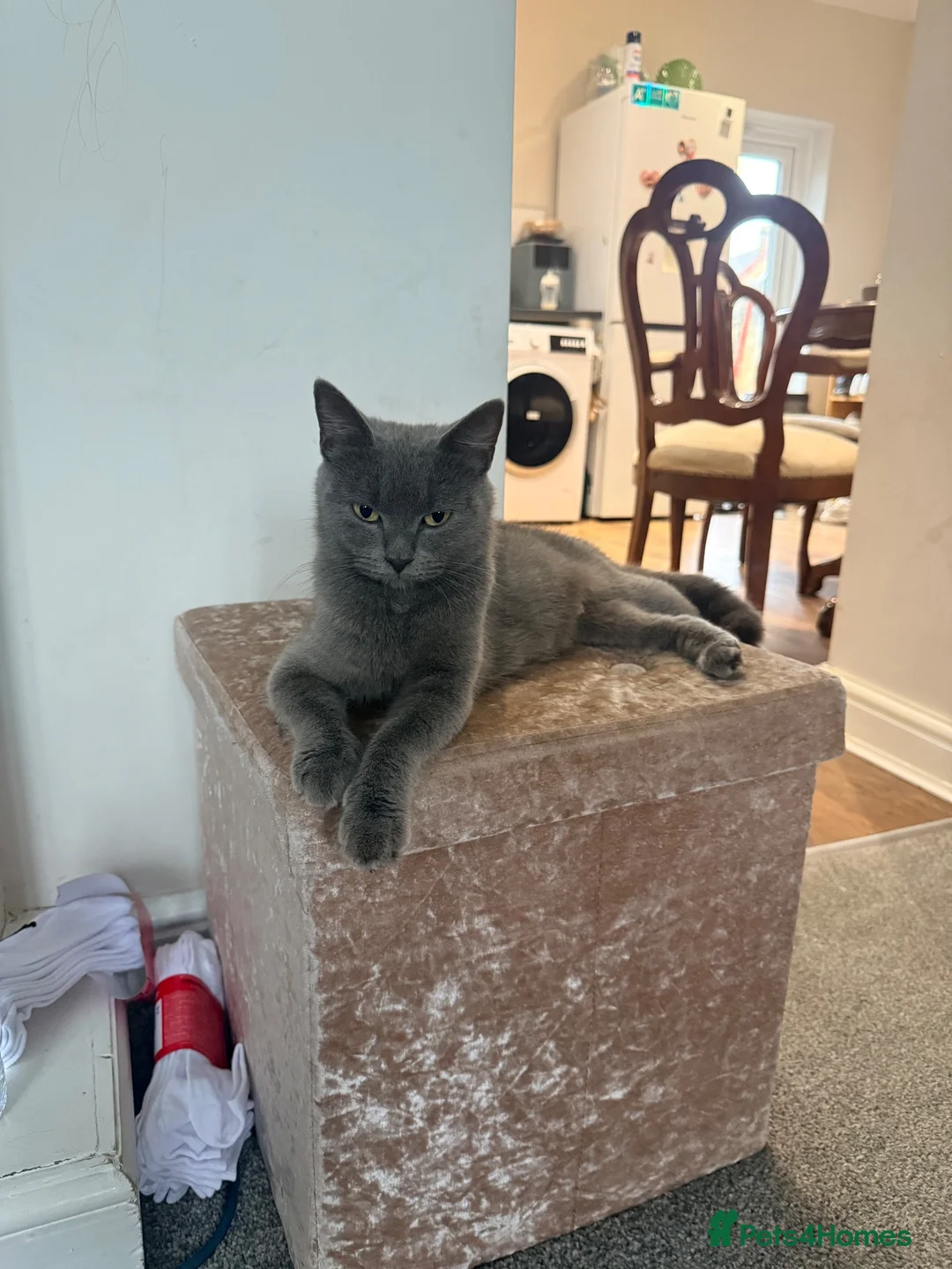 British Shorthair cats for sale: Scotish fold /British shorthair kittens  - Advert 12