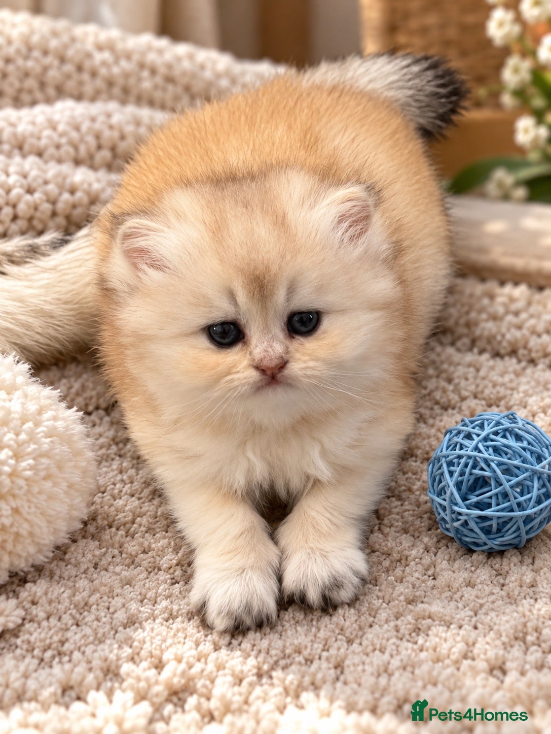 Scottish Fold cats stunning Scottish Fold and  Straight kittens - Advert 1