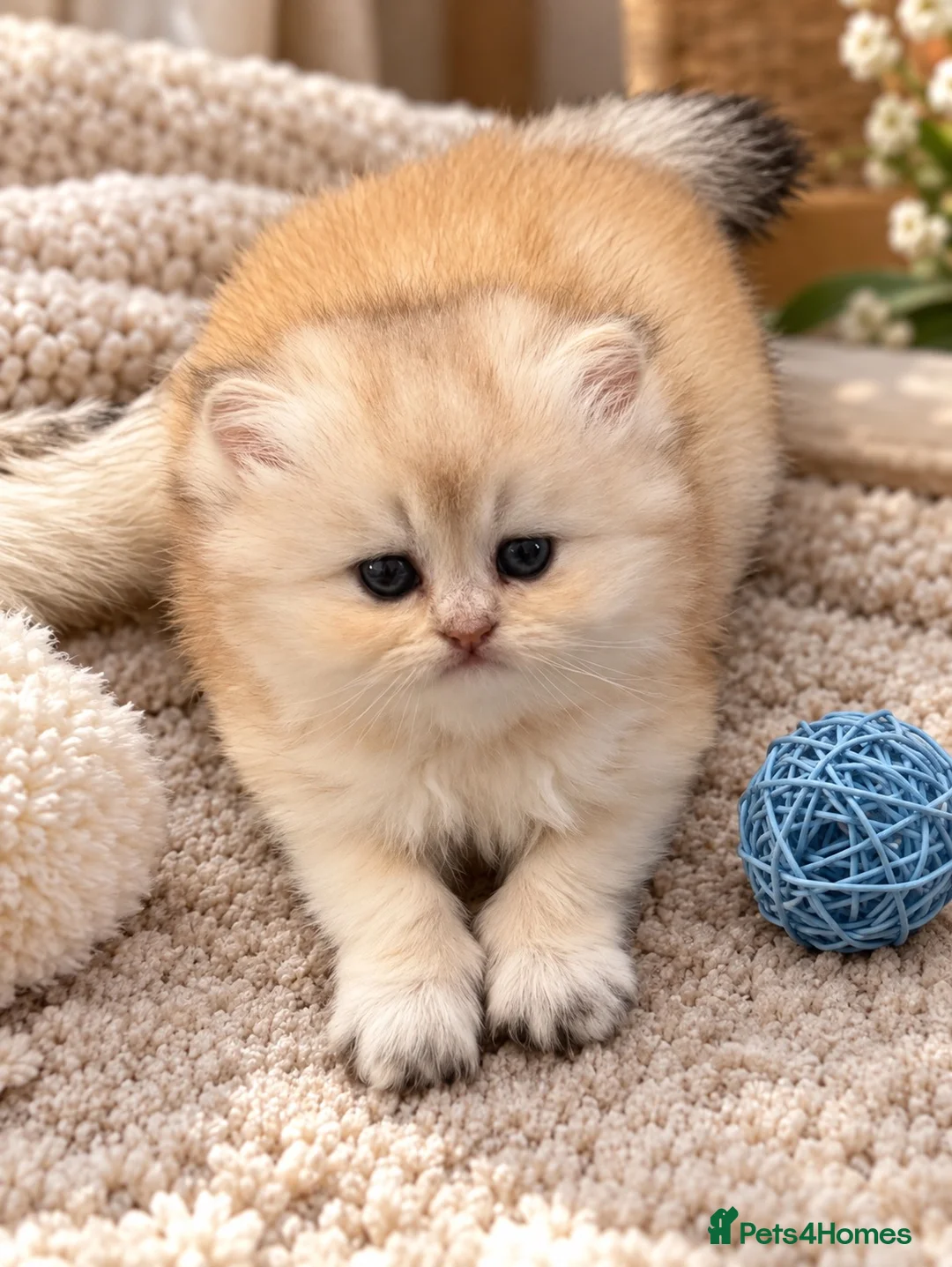Scottish Fold cats for sale: stunning Scottish Fold and  Straight kittens - Advert 1