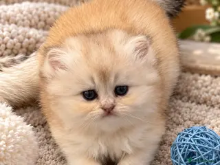 Scottish Fold cats stunning Scottish Fold and Straight kittens - Advert 1