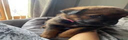 Mixed Breed dogs for sale: 🐾 Rottweiler x Belgian Malinois Puppies  - Advert 14