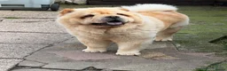 Chow Chow dogs for sale: Chow chow in Crewe - Advert 4