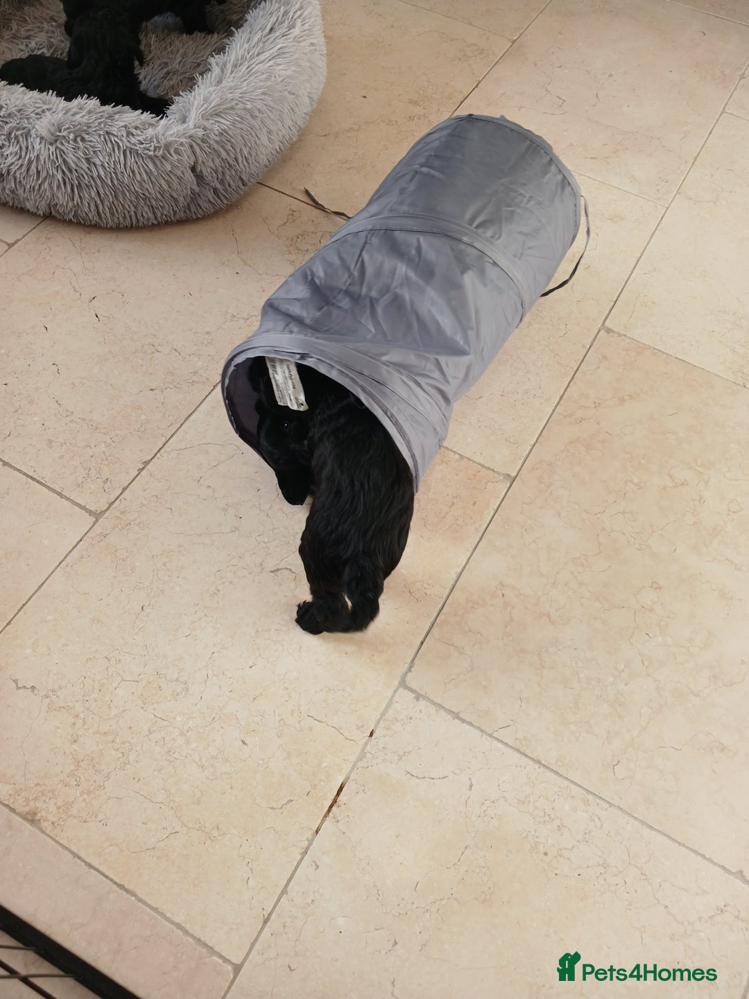 Cockapoo dogs for sale: Toy Cockapoo Puppies Looking for Loving Homes - Advert 17