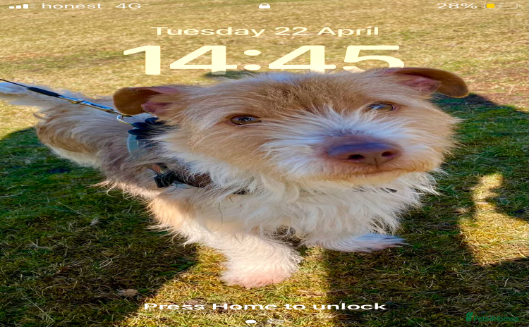 Mixed Breed dogs - Advert 1