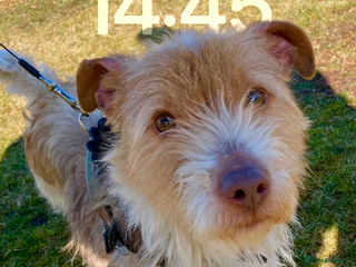 Mixed Breed dogs - Advert 8