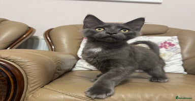 Maine Coon cats - Advert 6