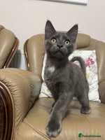Maine Coon cats - Advert 6