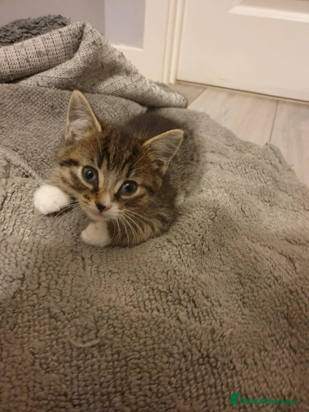 Mixed Breed cats for sale: 3 Beautiful kittens ready to leave - Advert 4