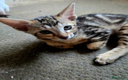Siamese cats for sale: 3 stunning babies ready to leave now!!! - Image 10