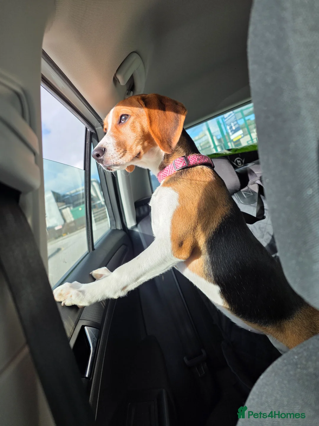 Beagle dogs for sale: Beagle puppy  in Truro - Advert 6