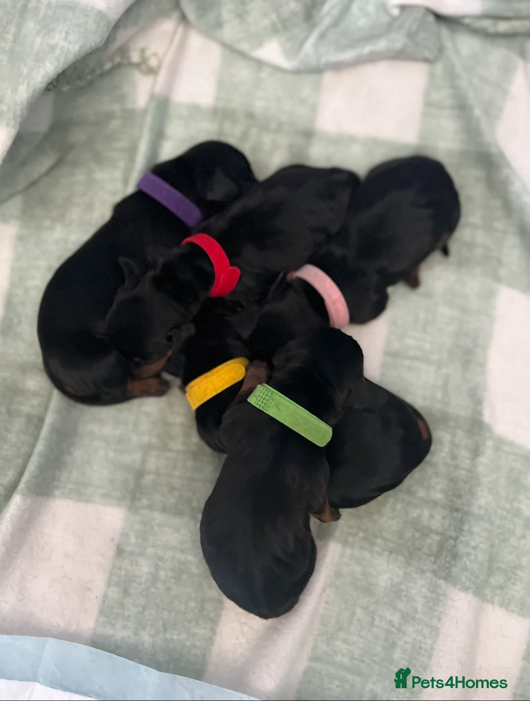 Miniature Dachshund dogs for stud: 🐾HUGO THE BOSS (KC REG & PRA CLEAR) PROVEN STUD🐾 in Manchester - Advert 23