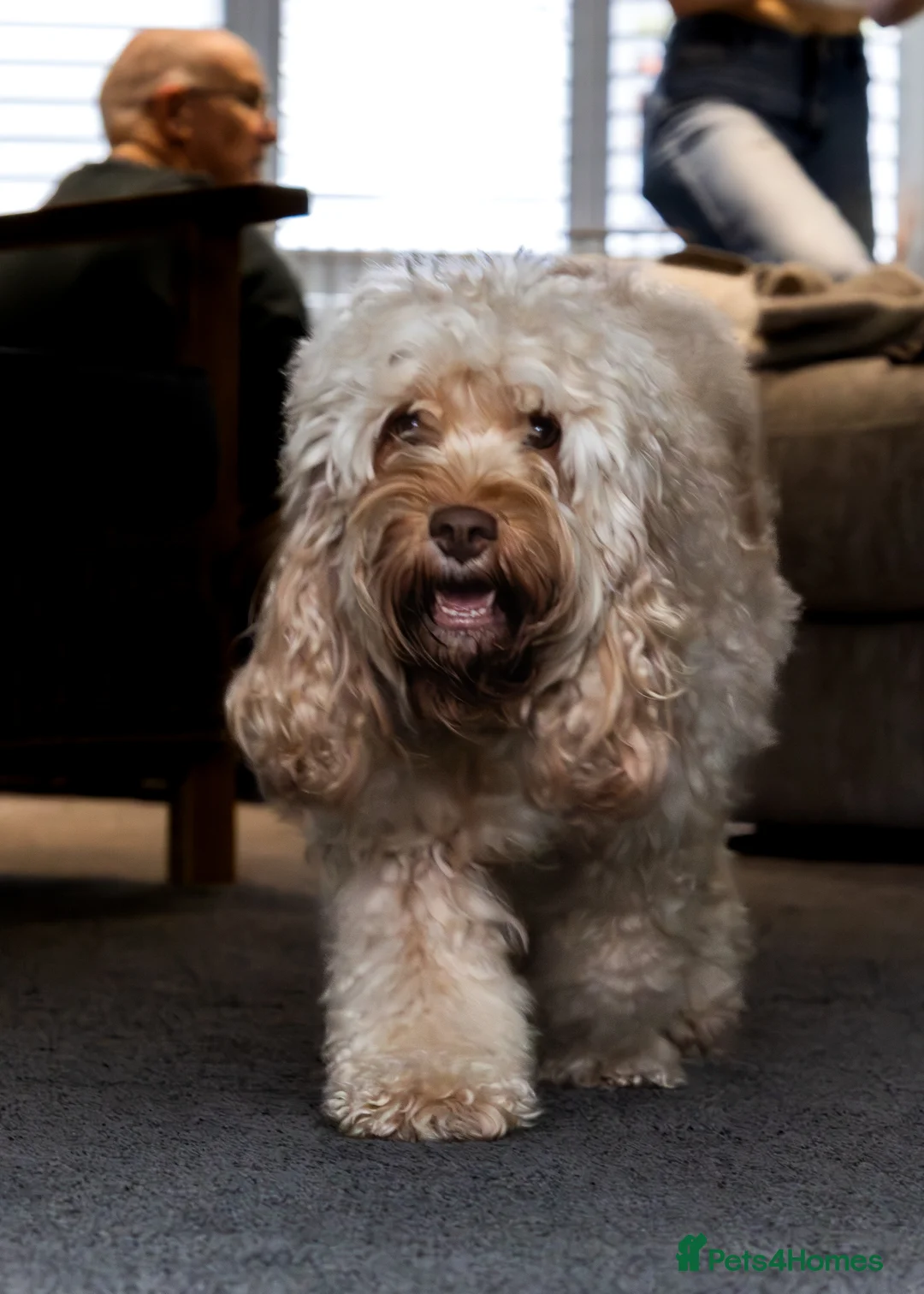 Cavapoo dogs for sale: Adorable Cavapoo Puppies for Sale - Advert 2