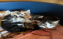 Mixed Breed cats for sale: Girl kittens  - Image 1