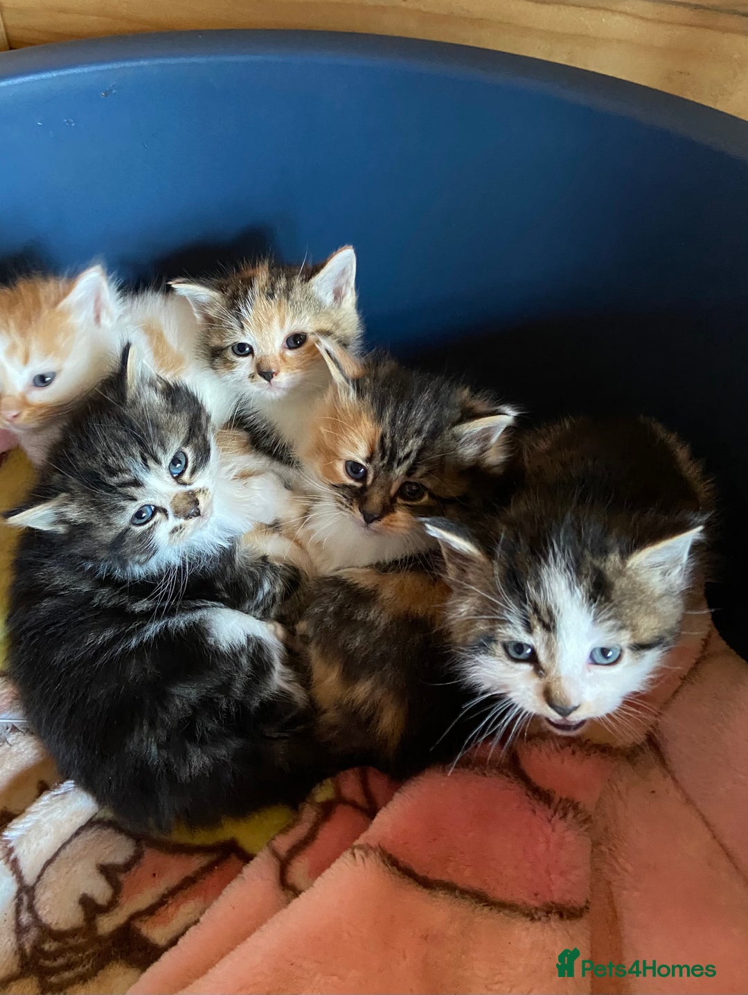 Mixed Breed cats for sale: Girl kittens  - Image 1