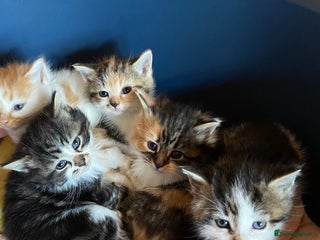 Mixed Breed cats - Advert 18