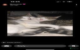 Mixed Breed cats for sale: Homes needed urgently  - Image 4