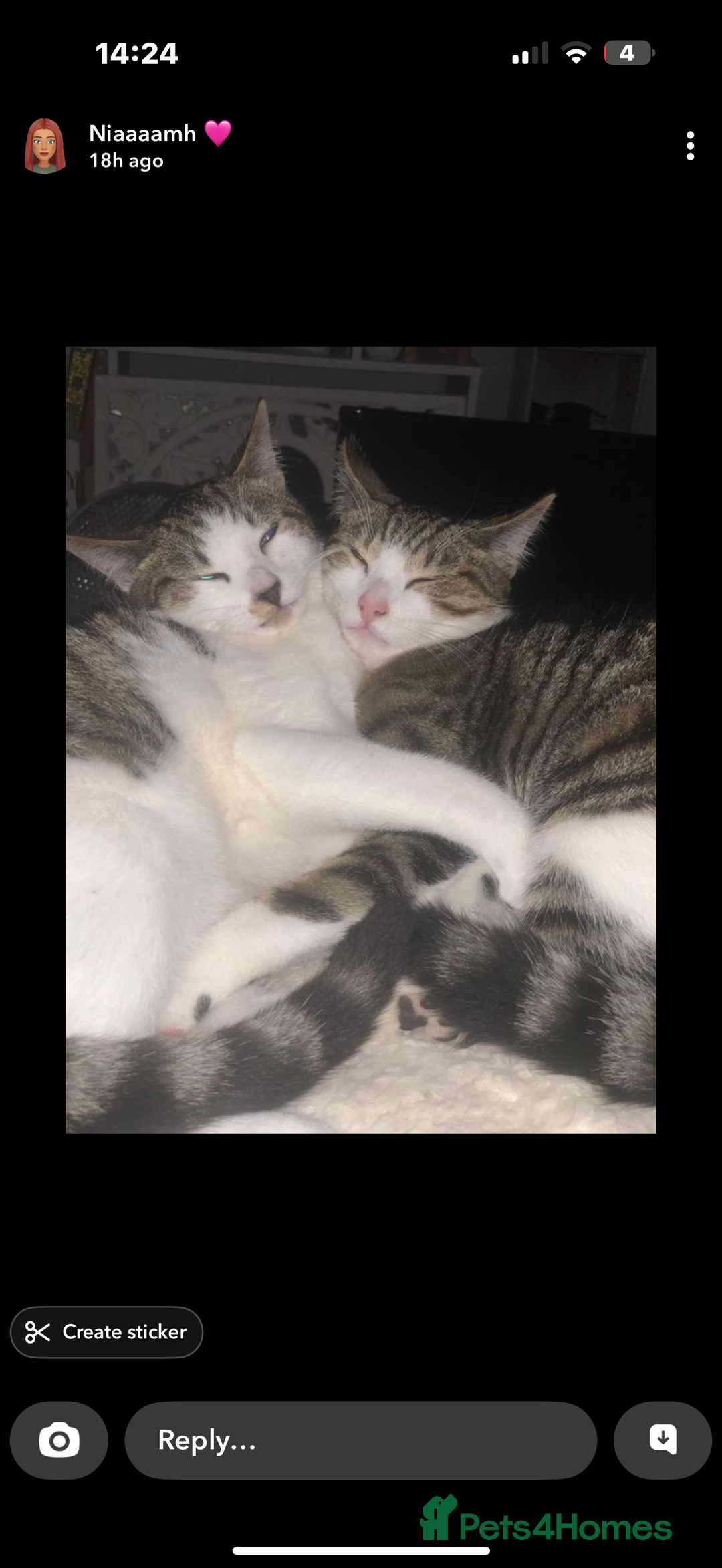 Mixed Breed cats for sale: Homes needed urgently  - Image 4