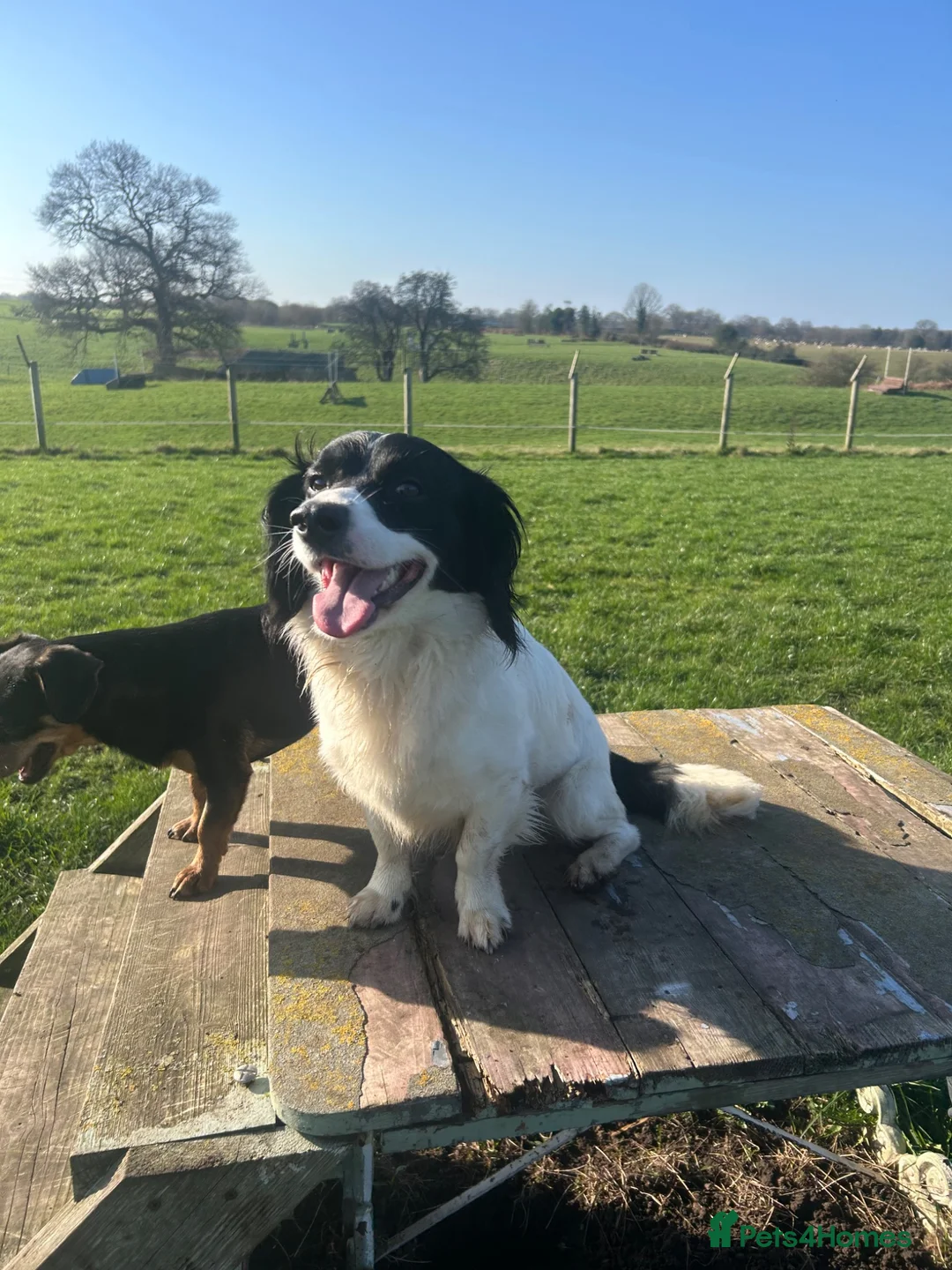 Cocker Spaniel dogs for sale: Rocky  - Advert 1