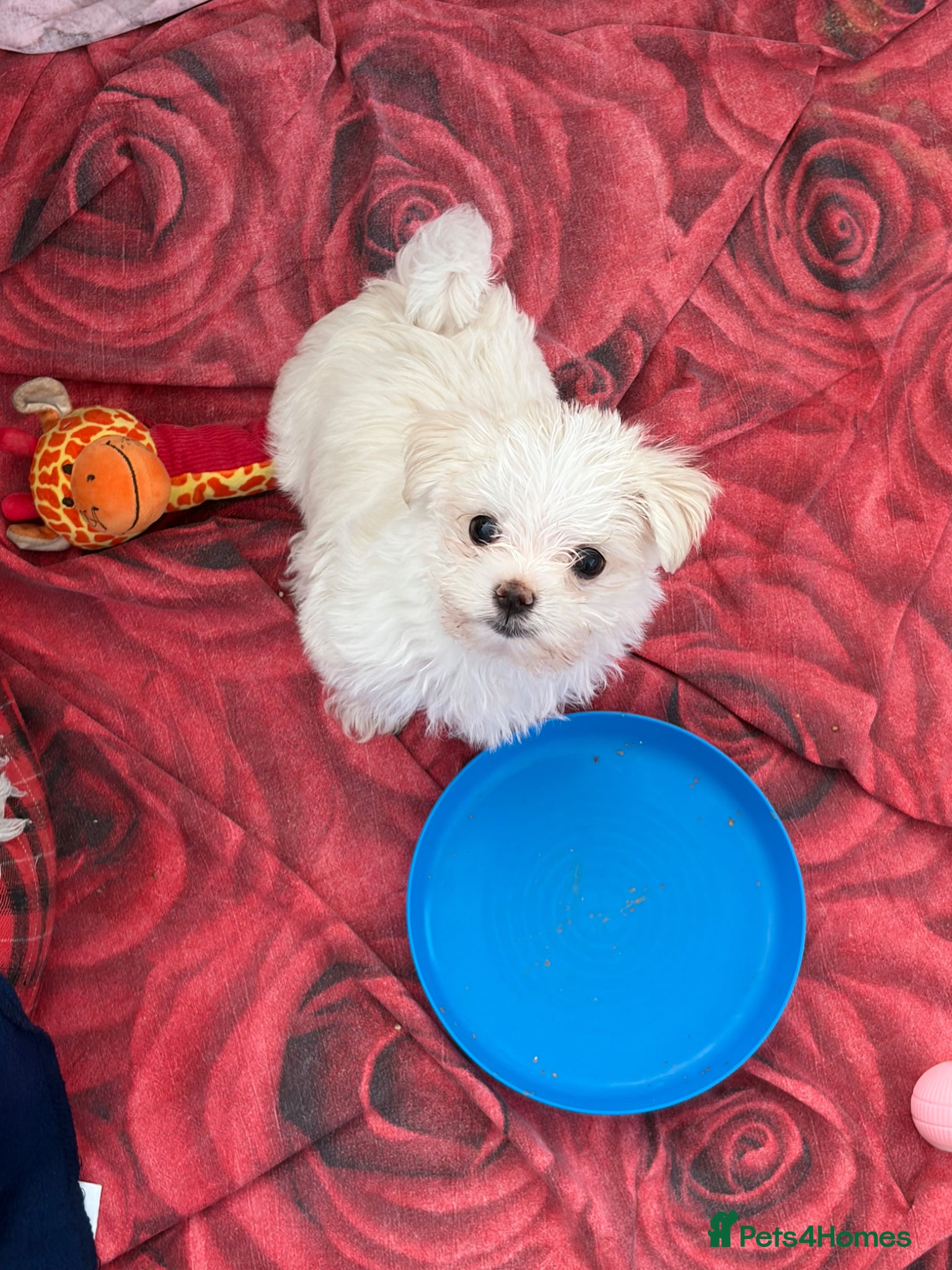 Morkie dogs 2 lovely Morkie male puppies - Advert 1