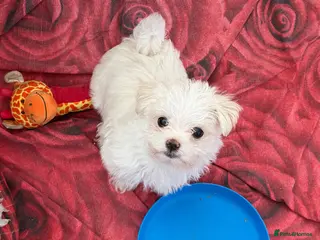 Morkie dogs 2 lovely Morkie male puppies - Advert 2