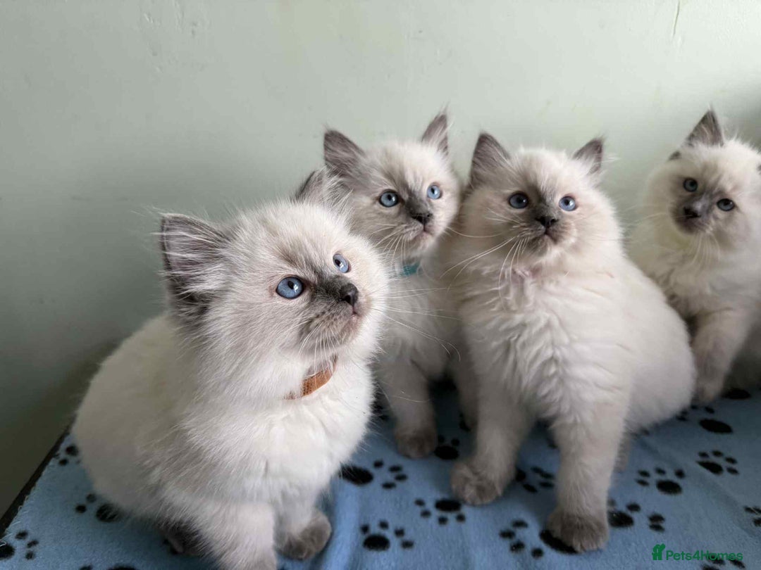 Ragdoll cats for sale: GCCF registered ragdoll kittens - Advert 4