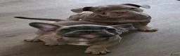 Frug dogs for sale:  Stunning Frug puppies  - Advert 8
