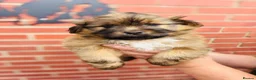 Shetland Sheepdog dogs for sale: Shetland sheepdog cross puppies  - Advert 21