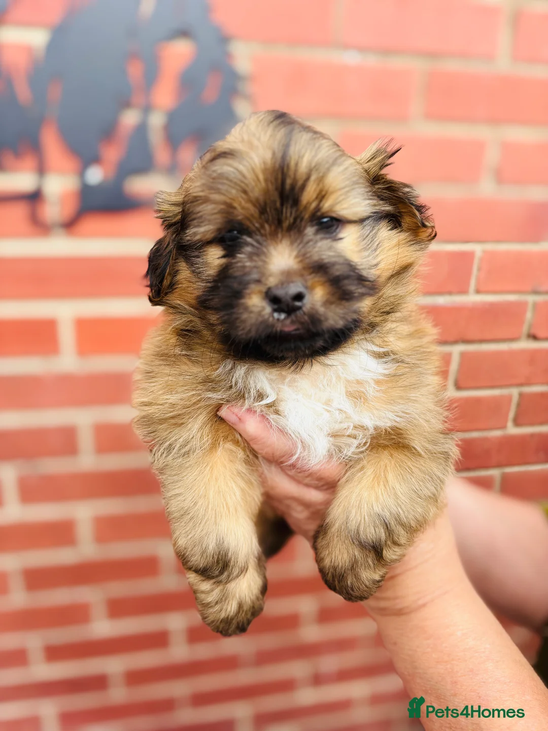 Shetland Sheepdog dogs for sale: Shetland sheepdog cross puppies  - Advert 21