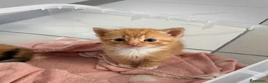 Ginger boy