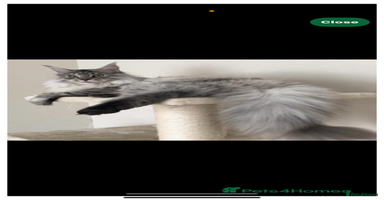 Maine Coon cats - Advert 1