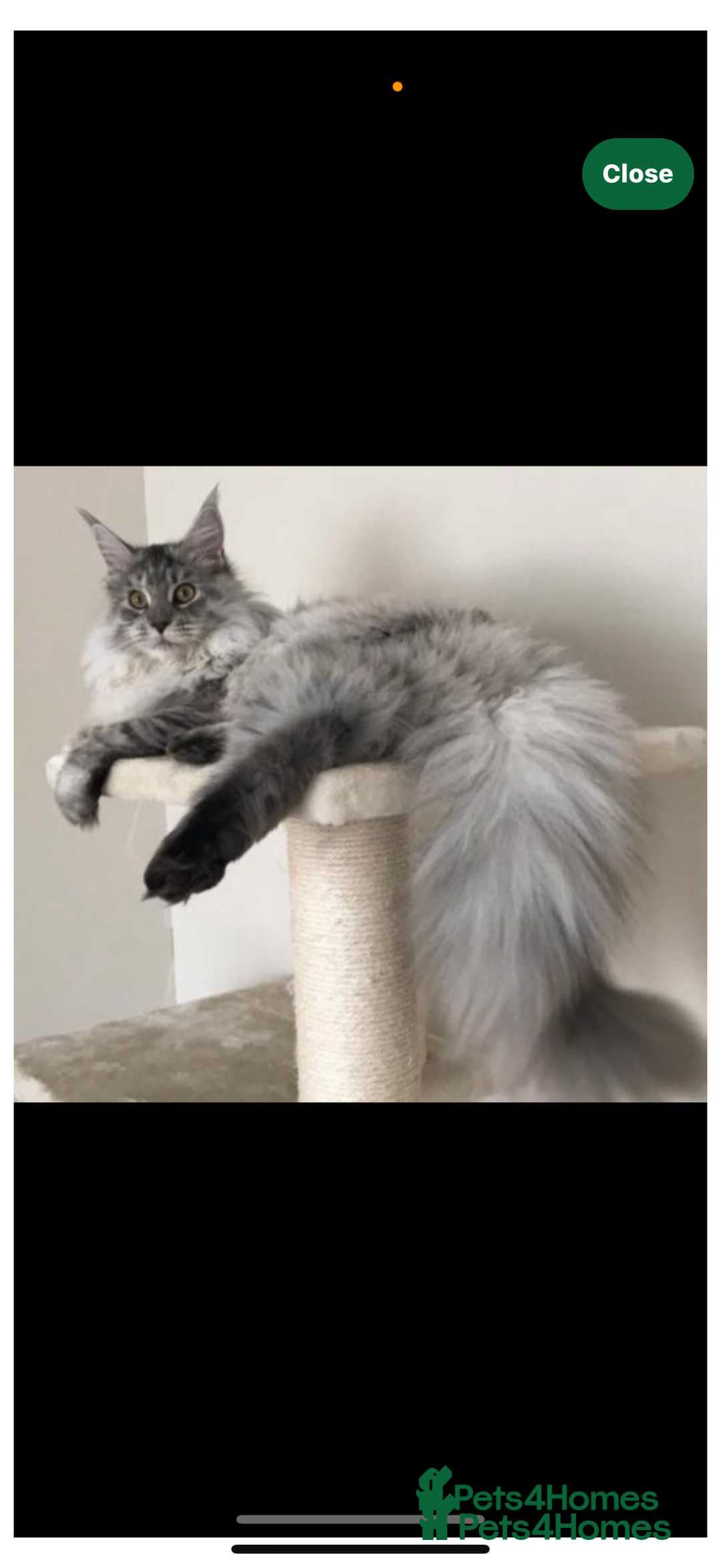 Maine Coon cats for sale: xl Maine coon kittens health tested parents  - Image 3