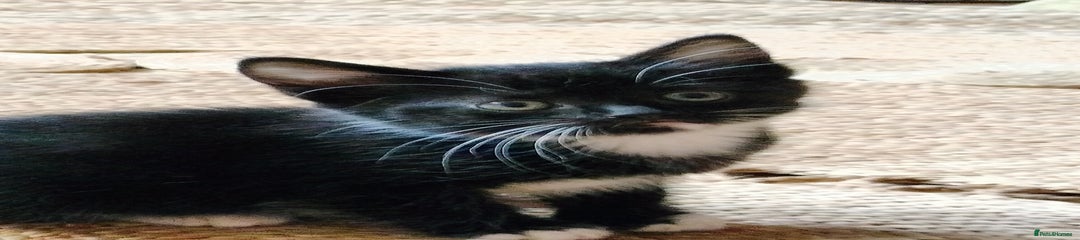 British Shorthair Kitten 2