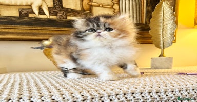 Persian cats - Advert 3