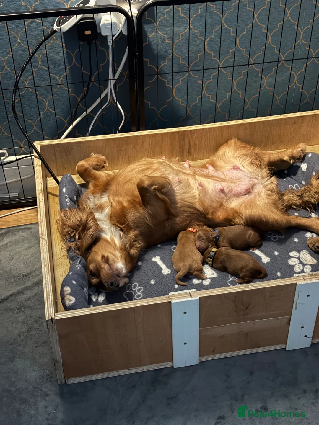 Cockapoo dogs for sale: F1 Toy Cockerpoo’s fox red with white markings - Advert 1