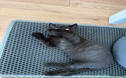 British Shorthair cats for sale: Rare Coloured British Shorthair kittens - Image 16