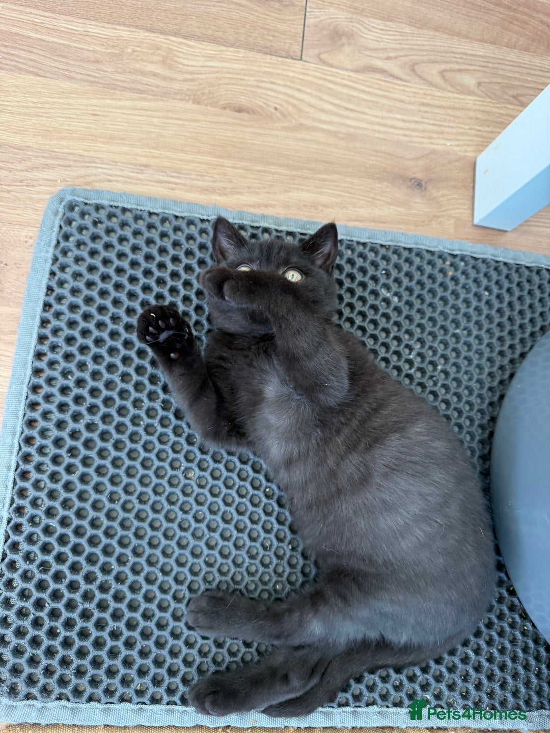 British Shorthair cats for sale: Rare Coloured British Shorthair kittens - Image 16