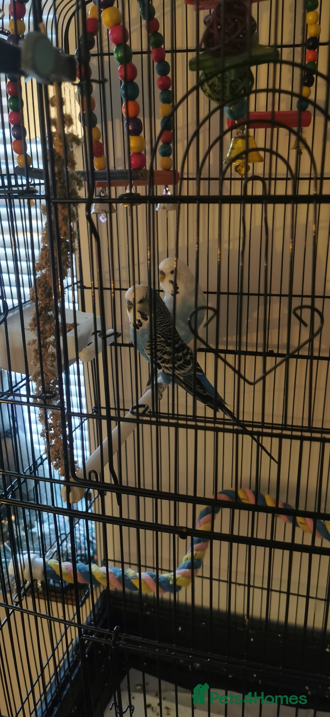 Budgerigars birds for sale: Budgies  - Advert 1