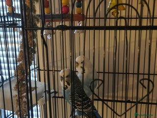 Budgerigars birds Budgies - Advert 1