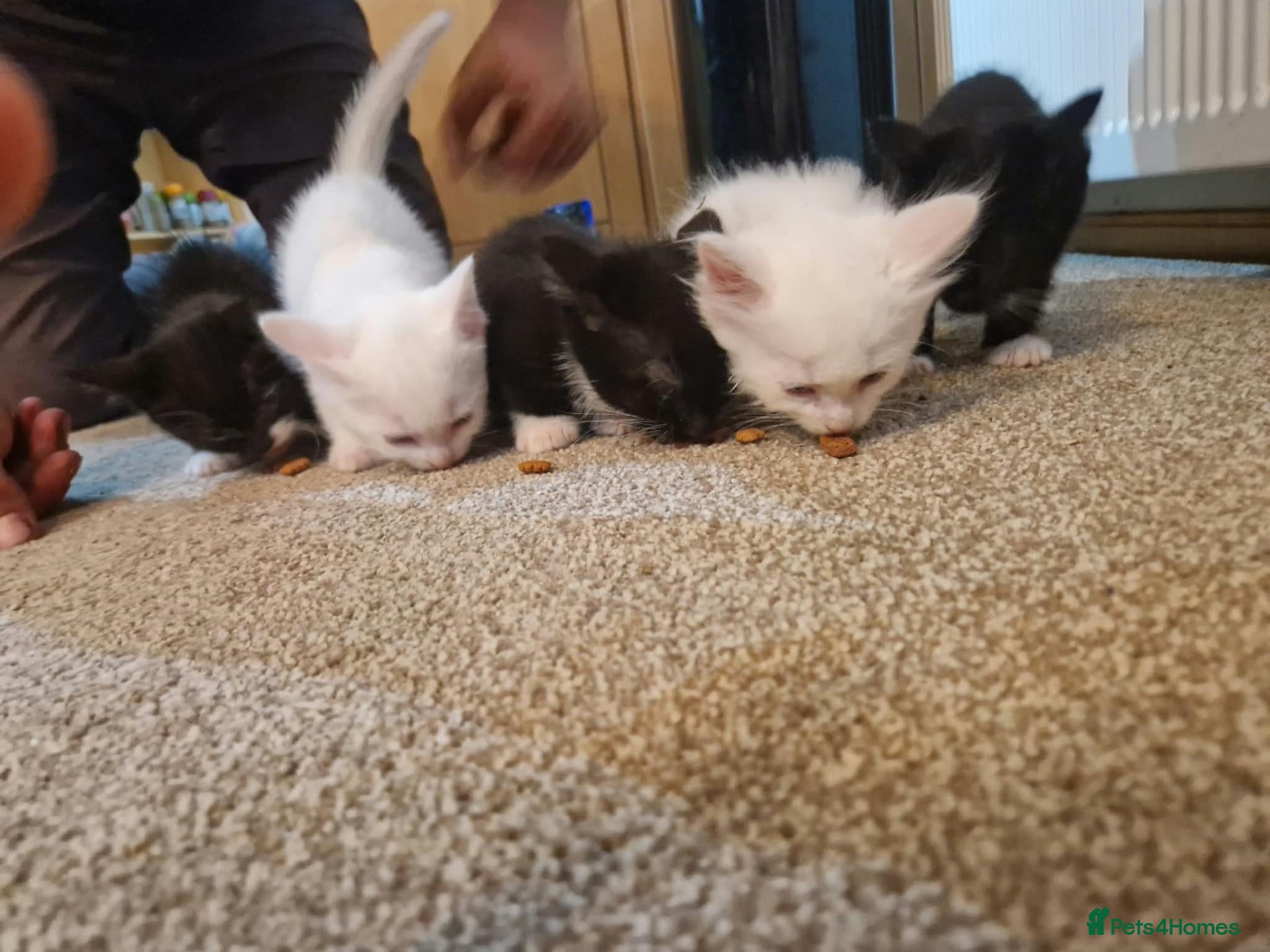 Mixed Breed cats 5 dog friendly kittens - Advert 17