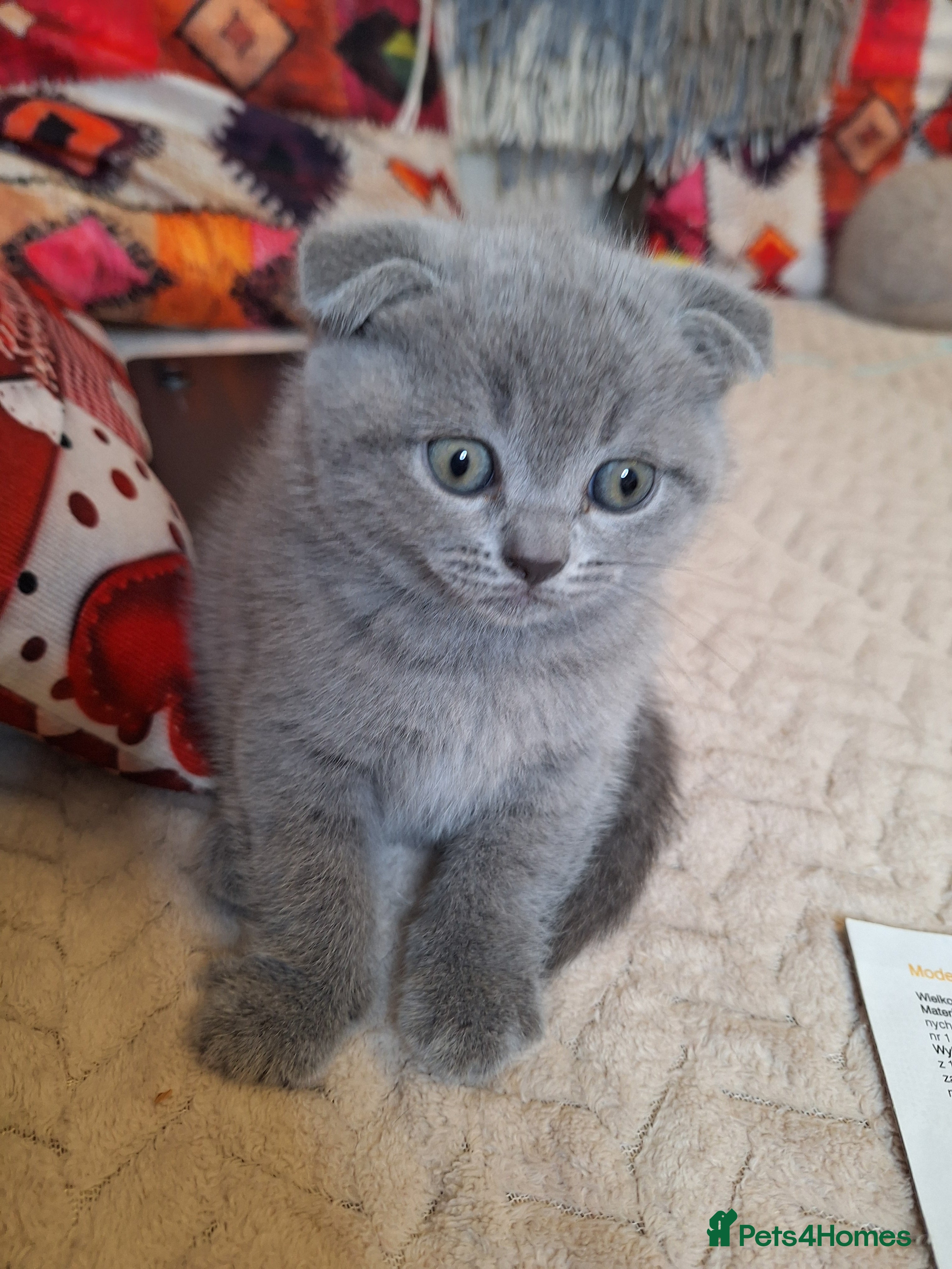 Scottish Fold cats Kittens for sale - Advert 4
